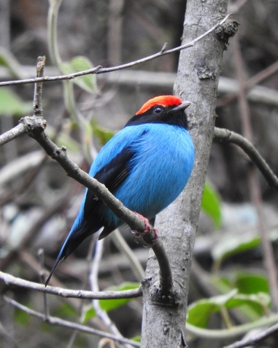 Swallow-tailed Manakin