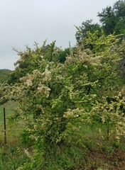 Pyracantha