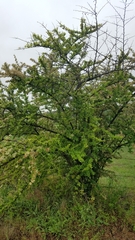 Pyracantha