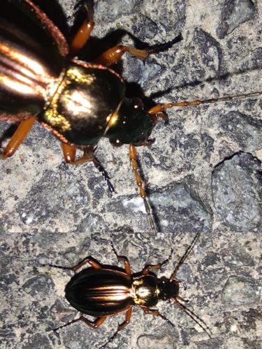 Golden Ground Beetle