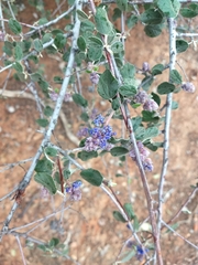 Ceanothus tomentosus tomentosus