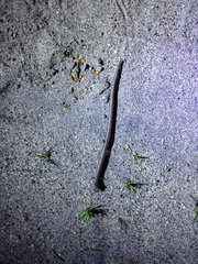 Batrachoseps gregarius