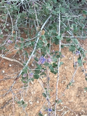Ceanothus tomentosus tomentosus