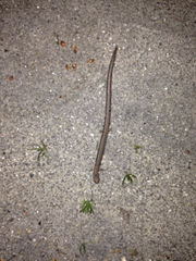 Batrachoseps gregarius