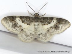 Hydrelia condensata