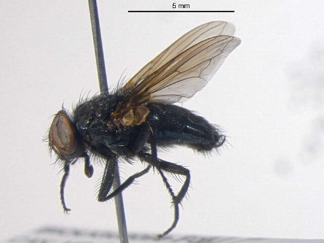 Trypocalliphora