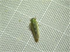 Macrosteles quadrilineatus