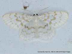 Hydrelia albifera