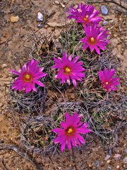 Coryphantha macromeris macromeris