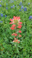 Castilleja indivisa