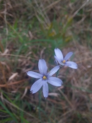Sisyrinchium nashii
