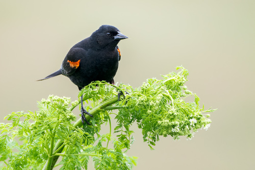 Red-winged Blackbird