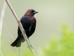 Brown-Headed Cowbird photo 1