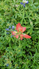 Castilleja indivisa