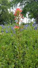 Castilleja indivisa
