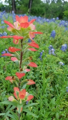 Castilleja indivisa