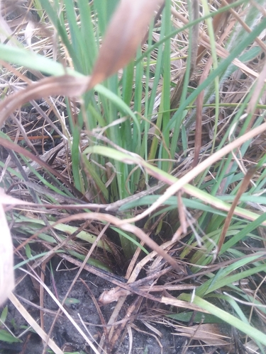 Image of Sisyrinchium nashii by (c) Will McFarland, some rights reserved (CC BY)