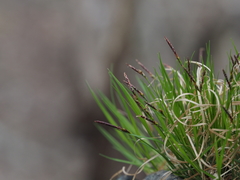 Carex gifuensis