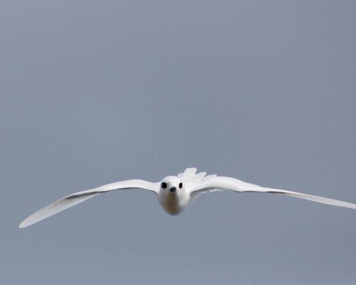 iNaturalist image