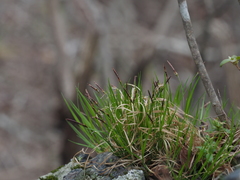 Carex gifuensis