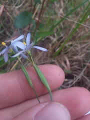 Sisyrinchium nashii