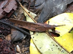 Desmoptera truncatipennis