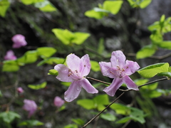 Rhododendron wadanum