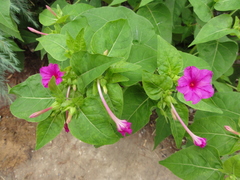 Mirabilis jalapa