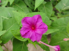 Mirabilis jalapa