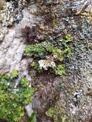 Pseudocyphellaria multifida