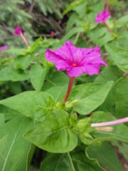 Mirabilis jalapa