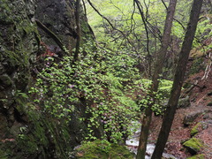 Rhododendron wadanum