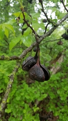 Ungnadia speciosa