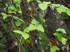 Rhododendron wadanum