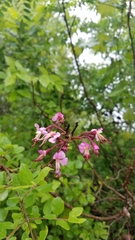Ungnadia speciosa