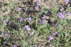 Astragalus emoryanus