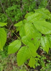 Ungnadia speciosa