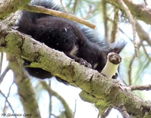 Calabrian Black Squirrel, Germano, photo 8 of 10