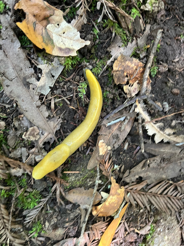 Ariolimax dolichophallus