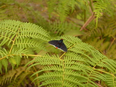 Pyrrhopyge