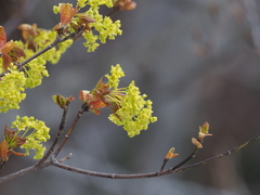 Acer pictum
