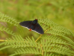 Pyrrhopyge