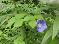 Ipomoea