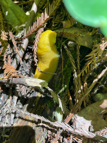 Ariolimax dolichophallus