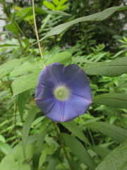 Ipomoea