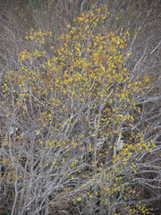 Acer pictum