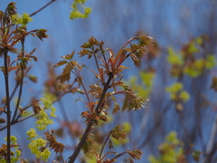 Acer pictum