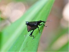 Scolopterus penicillatus