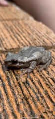Litoria dentata