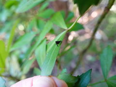 Scolopterus penicillatus